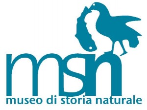 logo-msn--s600x600